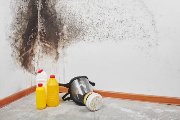 Best Toxic Mold Removal  in Junction City, KY
