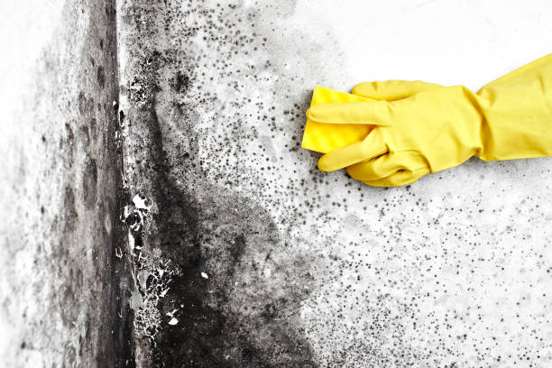 Best Local Mold Removal Service  in Junction City, KY