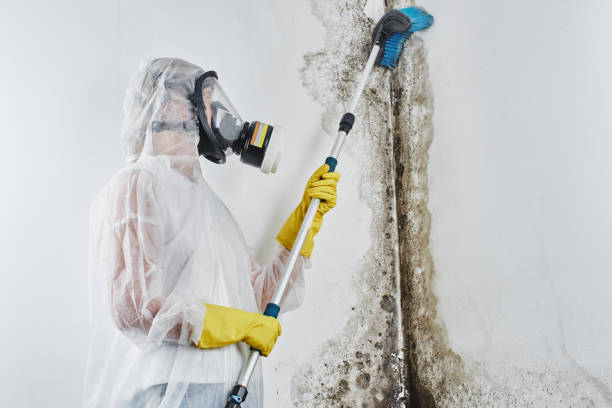 Best Black Mold Removal  in Junction City, KY