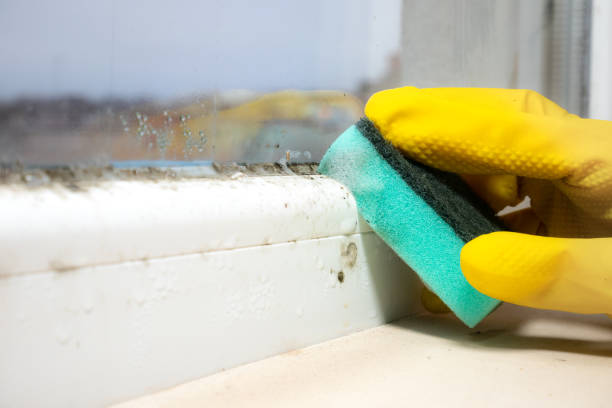 Best Mold Remediation  in Junction City, KY
