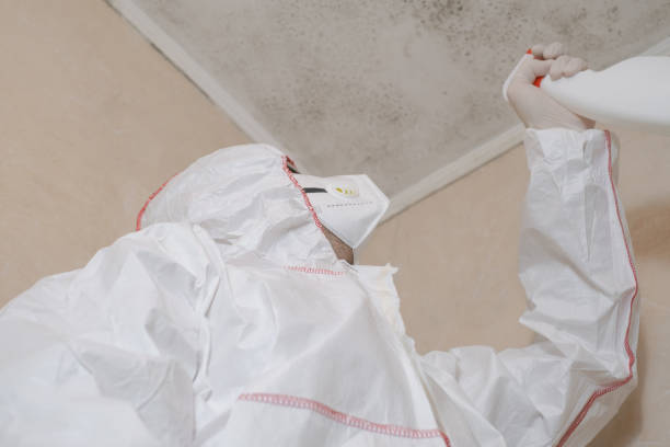 Professional Mold Removal in Junction City, KY