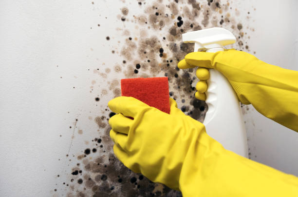 Mold Testing and Removal in Junction City, KY