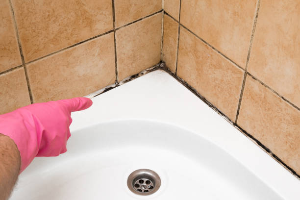 Best Emergency Mold Removal  in Junction City, KY