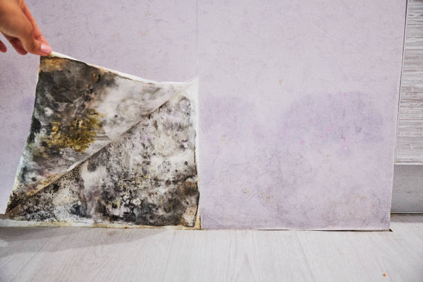Best Office Mold Removal Services  in Junction City, KY